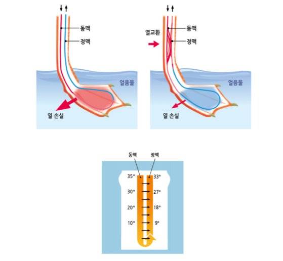 새 다리의 열교환 원리. 동맥과 정맥이 가까이 붙어있는데다 특정 부위에서는 그물처럼 얽혀있어 온도차에 따른 열을 주고 받기 좋게 돼있다. [자료=과학기술정보통신부]