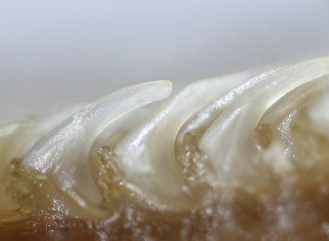 침을 털 깊숙한 피부에 전달하는 기능을 하는 혀 돌기 모습. 속이 빈 주걱 모양을 하고 있다. 타렌 카터, 조지아공대 제공.