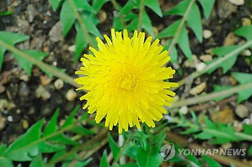 서양 민들레 [연합뉴스 자료 사진]