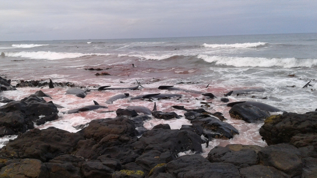 30일(현지시간) 뉴질랜드 동쪽 채텀 섬 인근에서 떼죽음을 당한 돌쇠고래 사체/채텀=로이터연합뉴스