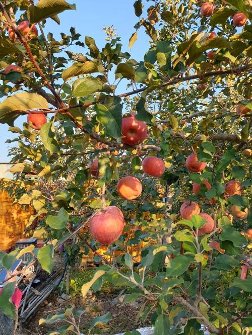 한국애플리즈가 계약 재배하는 경북의 의성의 사과농장
