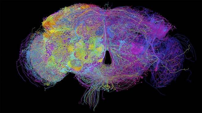 초파리의 뇌 신경망 구조가 이미지로 확인됐다-University of Camvridge 제공