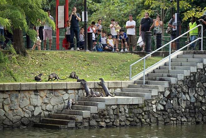 싱가포르 도심에 사는 수달의 모습. 서울대공원 동물원 제공