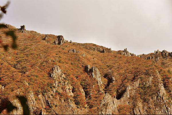 [월간산]한라산  영실기암들이 가을 단풍에 가려 제빛을 발하지 못하고 있다.