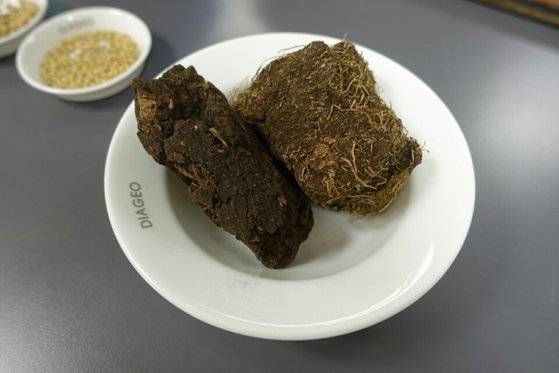 실제 피트 사진. 양치식물, 이끼류, 풀, 관목 등이 퇴적되어 만들어진다. [사진 김대영]