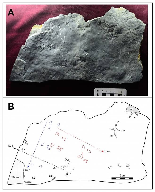 이번에 발자국을 발견한 화석 표본. - 사진 제공 진주교대