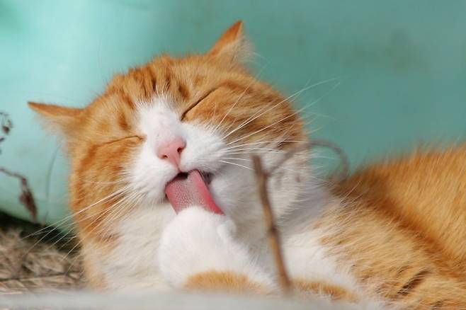 고양이는 깨어있는 10시간 가운데 24%를 털을 핥으며 보낸다. pixabay제공