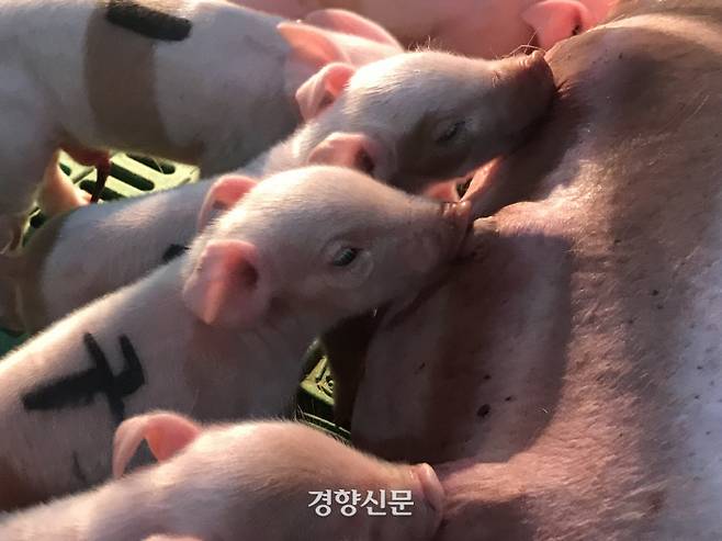 새끼 돼지들이 어미 돼지의 젖을 빨고 있다. 농촌진흥청 제공