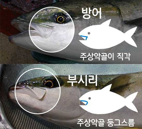 사진제공=인어교주해적단