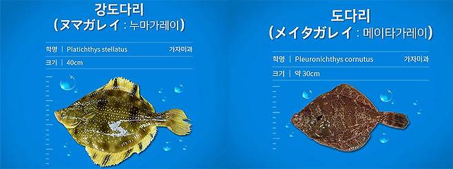 강도다리, 도다리 /사진제공=인어교주해적단