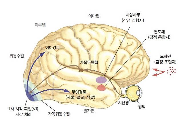 시각 처리의 초기 단계(V1)를 나타내는 그림. 시지각 경로는 크게 ‘어디경로’와 ‘무엇경로’의 두 가지로 나뉜다. 편도체와 시상하부, 도파민 경로는 시각적 사물이나 사람에 대한 감정 반응에 관여한다. 가쪽 뒤통수엽에서는 시각과 촉각의 상호작용이 일어난다. 프시케의숲 제공