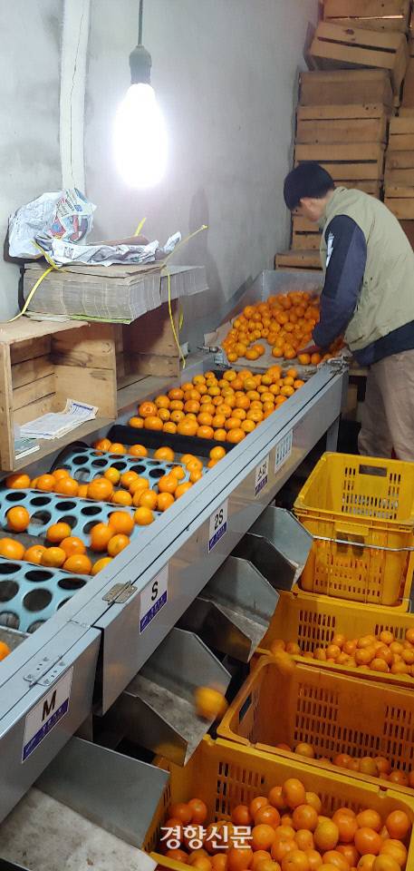 수확된 귤은 자동화된 기계를 통해 크기별로 분류된다 / 박경은 기자