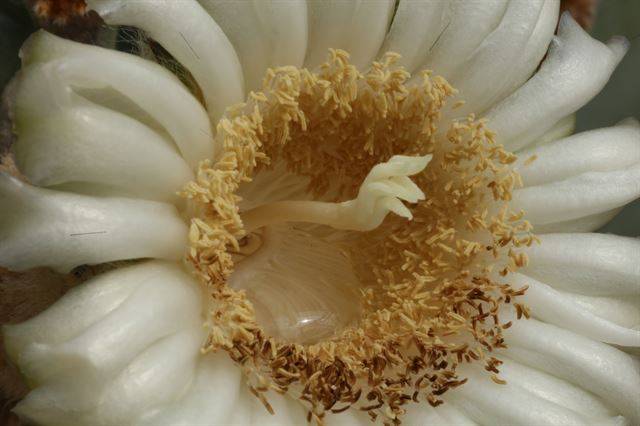 기둥선인장 꽃에 맺힌 넥타. 박쥐는 이 넥타를 먹고 기둥선인장의 화분을 돕는다. 국립생태원 제공