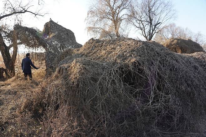한강하구 습지보호지역인 경기도 고양 장항습지에 가시박 등 외래식물이 크게 번져 생태계를 위협하고 있다.