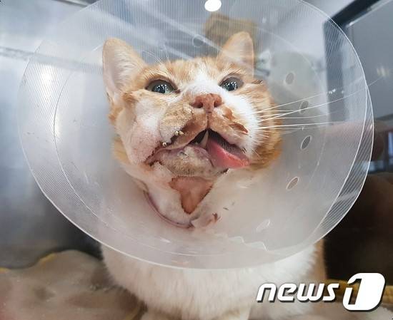 '의료사고' 의혹이 제기된 고양이 '노랭이'.(사진 조씨 제공)© News1