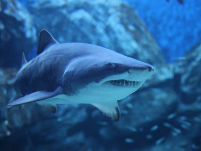 샌드타이거 샤크. 출처 : 한화 아쿠아플라넷