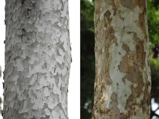 백송의 나무껍질(왼쪽사진)과 양버즘나무의 나무껍질(오른쪽 사진).