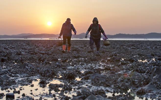 맛 좋은 굴이 나는 서산 간월도 갯벌. 바구니 한 가득 굴을 채운 아날들이 뭍으로 나오고 있다. [중앙포토]