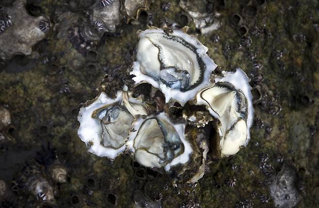 서산 갯벌에서 바위에 붙어 사는 굴. 통영 굴의 절반 크기다. [중앙포토]