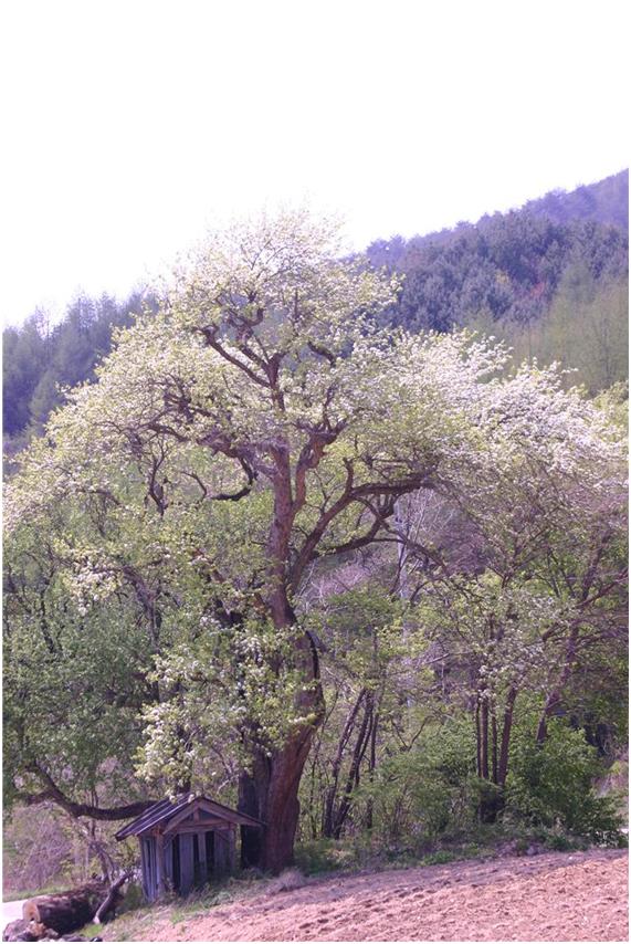 봄이면 새싹내고 꽃 피우며 열매맺는 오래된 산돌배나무