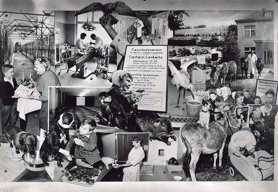 1901년 설립된 독일 베를린의 첫 유기동물 보호소의 모습. 강아지, 고양이 뿐 아니라 갈 곳 없는 새와 가축들도 보호한다.[사진 Tierheim Berlin 홈페이지]