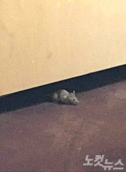 호텔 벽에 난 구멍에서 쥐가 나오고 있다. (사진=제보자 제공)