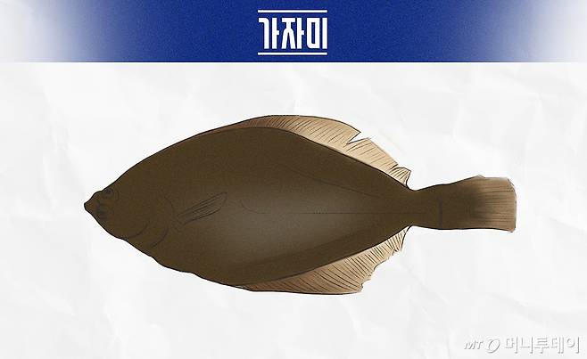 가자미/이미지=머니투데이