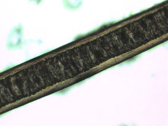 수달 털의 수질. 국립생태원 제공