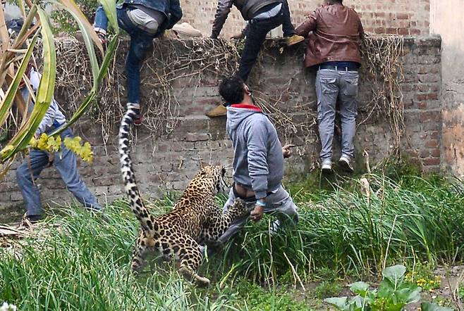 야생 표범이 31일(현지시간) 인도 북부 잔란다르 지역의 주민들을 공격하고 있다. [AFP=연합뉴스]