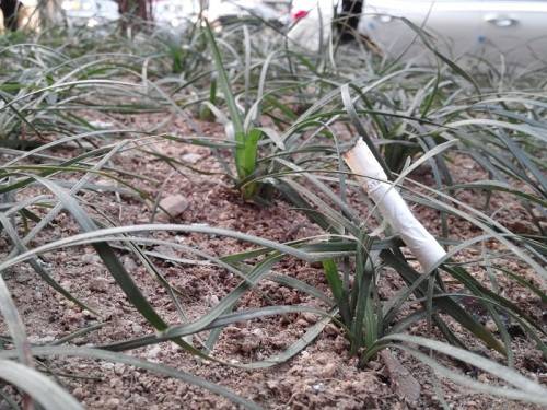 인도 화분에 버려진 담배꽁초. 김동환 기자