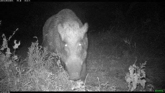 무인 카메라에 포착된 서울 북한산의 멧돼지 [사진 한상훈 박사]