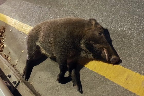 지난해 11월 13일 오후 청주시 흥덕구 도로에서 택시와 충돌한 멧돼지가 길가에 쓰러져 있다. [연합뉴스]