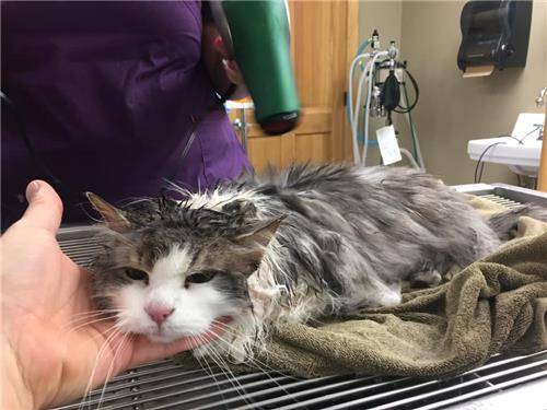 회복 중인 '플러피' [칼리스펠 동물병원 페이스북 캡처]