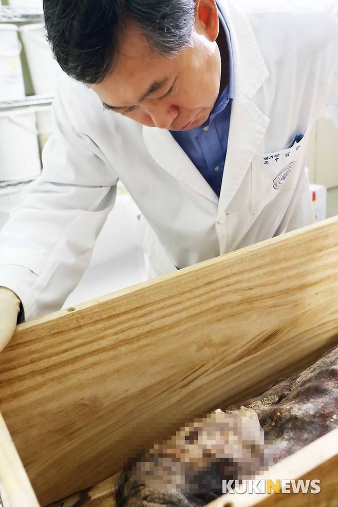 김 교수가 고려대학교 의과대학 실습실에 보관되어 있는 미라를 살펴보고 있다.