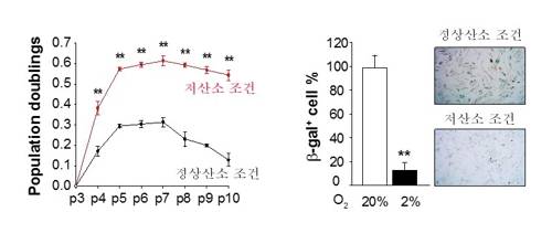 저산소 배양에 의한 모유두세포 증식 증가와 노화 방지 효과 [한국연구재단 제공=연합뉴스]