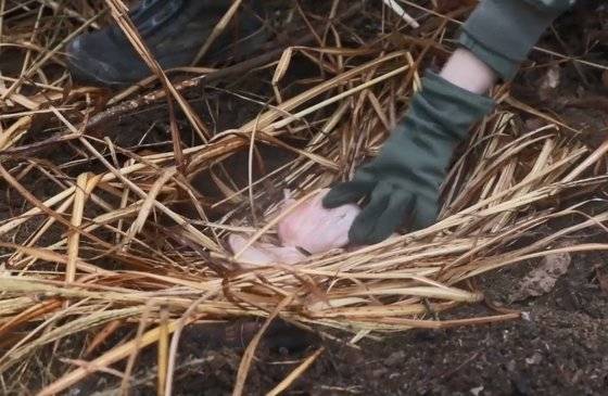야생동물을 삶아 먹기위해 구덩이에 뜨거운 돌과 흙, 갈대 위에 올려두고 있다. [사진 공군]