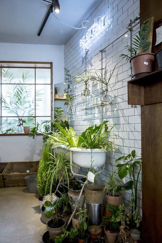 비커나 삼각플라스크에 식물이 담겨있는 모습이 마치 실험실을 연상케 한다. 욕조를 활용한 식물 인테리어도 눈에 띈다.