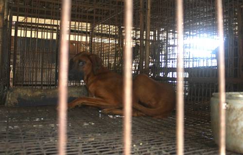 사진=동물해방물결 제공