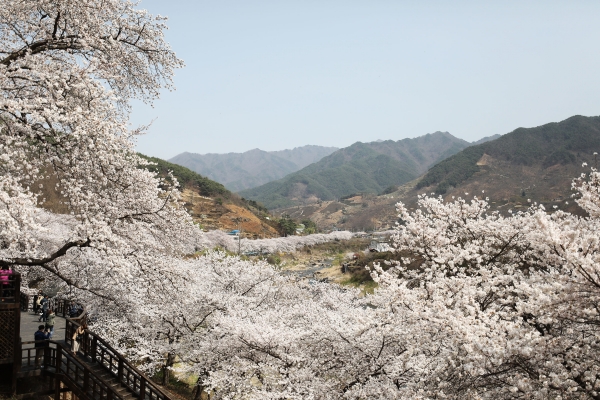 벚꽃의 향연이 펼쳐지는 하동군의 '십리벚꽃 길' ⓒ 하동군