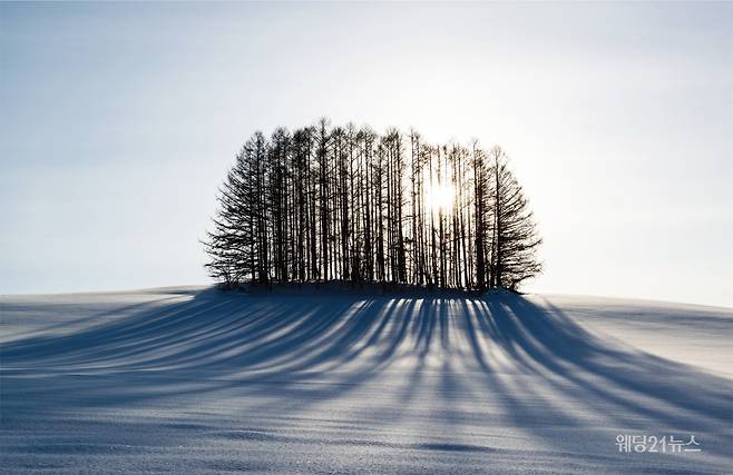사진 : 훗카이도 서울사무소, 홋카이도 비에이에서 만날 수 있는 '마일드 세븐의 언덕'. 낮은 언덕에 일렬로 서 있는 방풍림의 모습이 인상적이다.