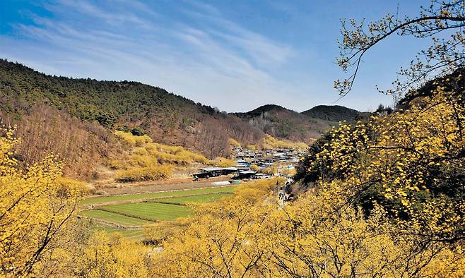 경북 의성은 노랗게 향기를 터뜨리는 산수유 꽃망울로 새봄을 시작한다. 사진은 지난해 3월 의성군 사곡면 화전리 마을이 몽글몽글 번지고 있는 산수유꽃에 둘러싸여 있는 모습. 의성에는 200~300년 된 산수유나무 3만 그루가 있다. 올해 의성의 ‘산수유꽃축제’는 23~31일 열린다. /의성군