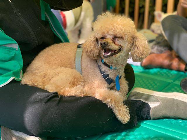 코코는 사람의 무릎에 앉아 있는 걸 즐긴다. 유행사 제공