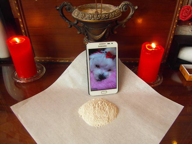 6년간 유기동물 600마리를 구조한 '팅커벨 프로젝트', 그 계기가 된 게 유기견 팅커벨이었다. 안타깝게도, 치료도 못 받고 숨졌다./사진=팅커벨 프로젝트