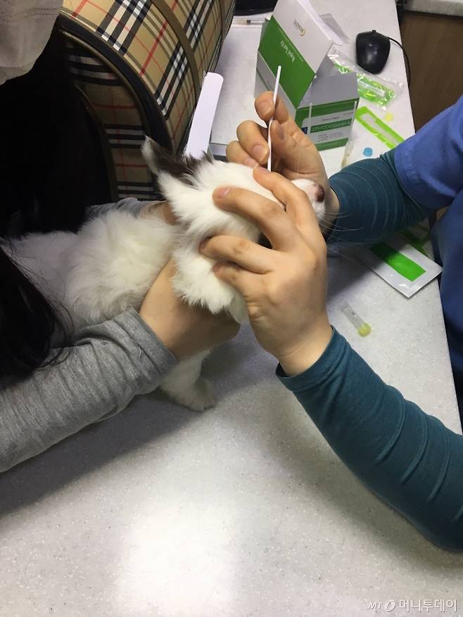 병원에 도착해, 검진을 받는 하양이 슈슈. 결과는 괜찮았지만, 파보 바이러스가 발병해 결국 이겨내지 못했다./사진=남형도 기자