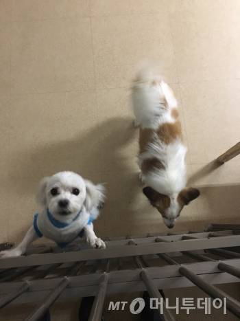 팅커벨 프로젝트 입양센터에서 기자를 보고 좋아서 깡충깡충 뛰는 아이들./사진=남형도 기자