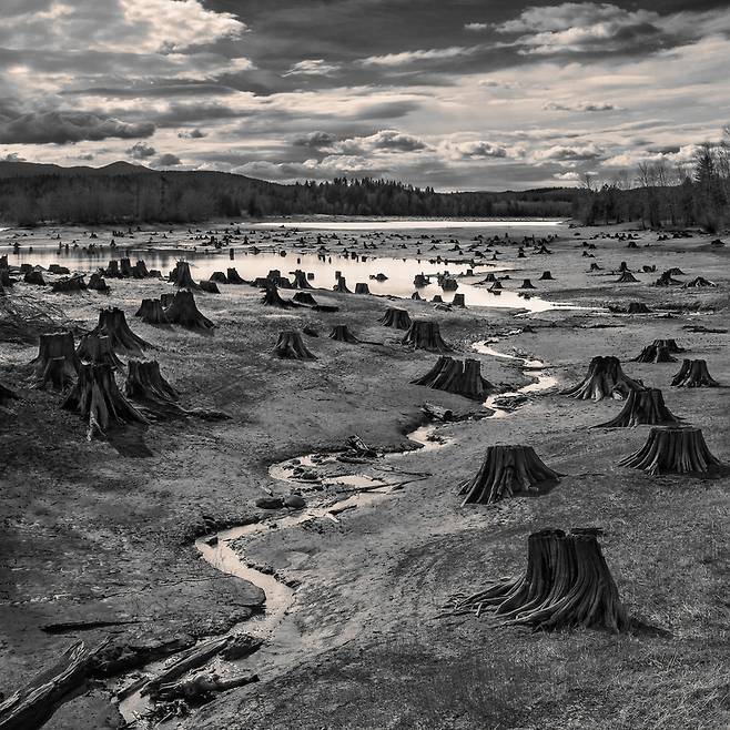 풍경 부문 수상작, 작품명 Stumps, Alder Lake, Nisqually River, Washington', Hal Gage, 미국. ? Hal Gage, United States of America, 1st Place, Open, Landscape (Open Competition), 2019 Sony World Photography Awards