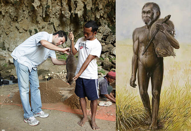 호모플로레시엔시스가 발굴된 인도네시아 플로레스섬 동부 리앙부아 동굴 현장에서 고인류학자들이 현재 이 지역에 서식하는 쥐를 들어보이고 있다(왼쪽). 호모플로레시엔시스가 거대한 쥐를 사냥한 모습의 상상도(오른쪽). 인류진화저널·고생물예술가 피터 샤우텐 제공