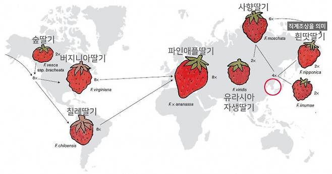 딸기의 여정을 지도 한 장에 담았다. 수백만 년 전 동아시아에서 2배체(2x)인 흰땃딸기(F. nipponica. 이하 직계조상을 의미)와 F.iinumae 사이에서 4배체(4x) 자손이 나왔다. 그 뒤 이 4배체와 2배체인 F.viridis 사이에서 6배체(6x) 자손(사향딸기(F. moschata)이 나왔다. 북미로 건너간 사향딸기가 2배체인 숲딸기(F. vesca ssp. bracheata)를 만나 8배체(8x) 자손이 나왔고 북미 동부의 버지니아딸기(F. virginiana)와 남미의 칠레딸기(F. chiloensis)로 진화했다. 각각 16세기와 18세기 유럽으로 건너간 두 종으로 프랑스 육종가들이 만든 파인애플딸기(F. x ananassa)는 100여 년 전 우리나라에 소개돼 오늘에 이르고 있다. 네이처 유전학