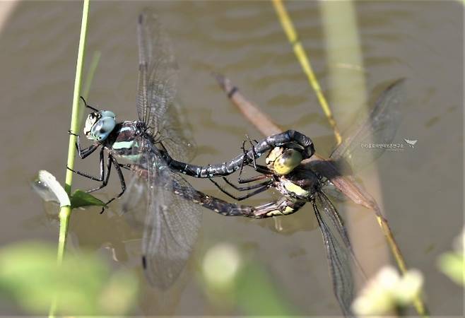 별박이왕잠자리