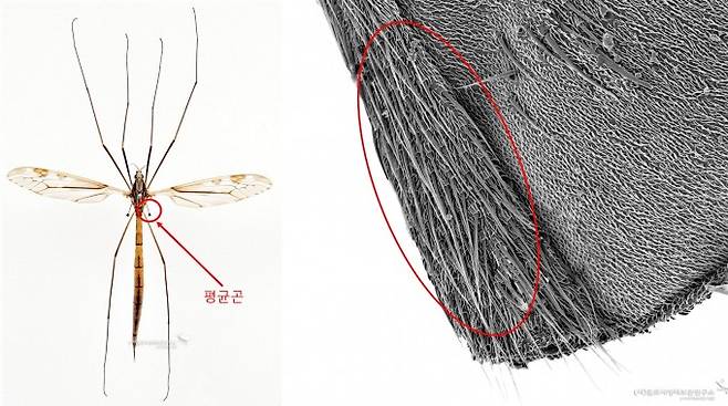 잠자리각다귀와 잠자리각다귀의 평균곤 확대(SEM)
